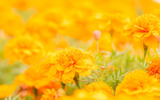 768996 (a): :2048x1279
